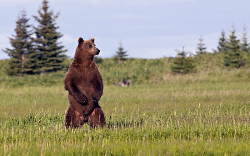 Brown bear standing in a field