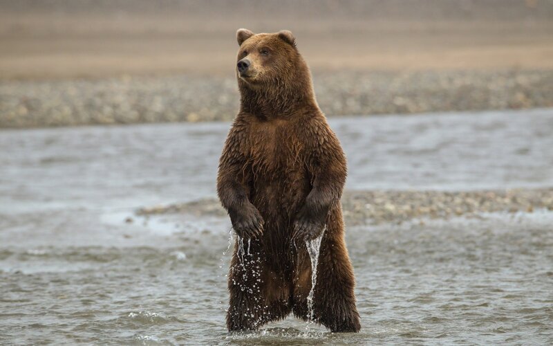 Brown bear standing in river