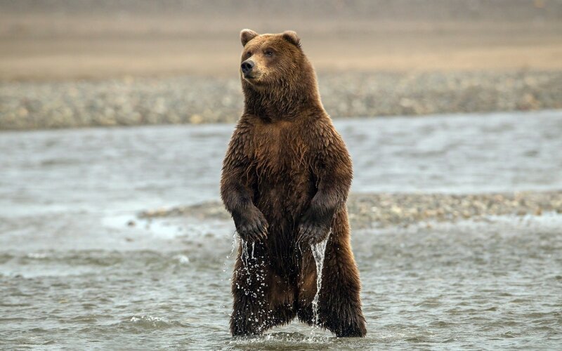 Brown Bear Standing in Water — Natural