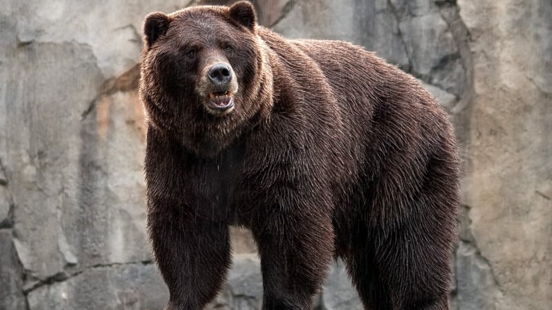 Brown Bear Standing — Intense
