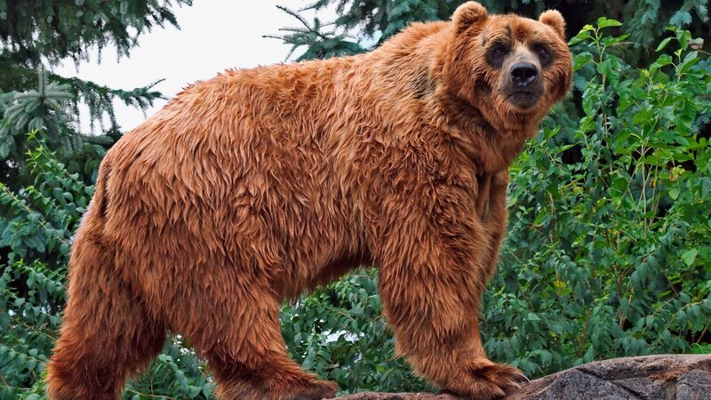 Brown Bear Standing — Natural, Afternoon, Photograph
