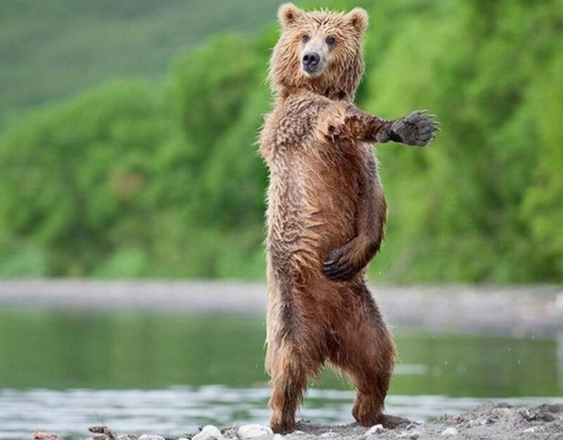 Brown Bear Standing — Natural, Afternoon