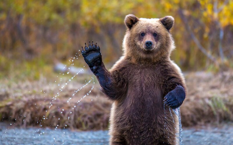 Brown Bear Standing — Natural, Autumn, Photograph