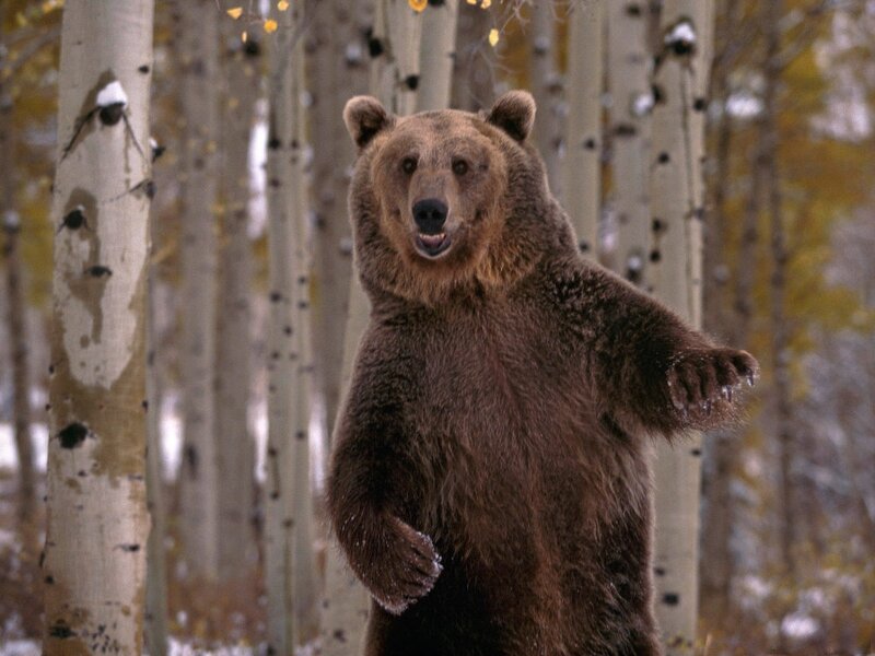 Brown Bear Standing — Natural, Autumn