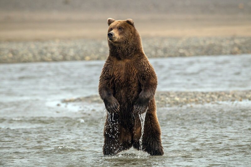 Brown Bear Standing — Natural, Photograph, River