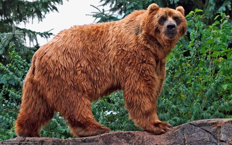 Brown Bear Standing — Natural, Photograph, Rock