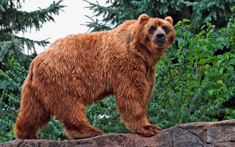 Brown Bear Standing — Natural, Photograph, Tree, Rock, Greenery