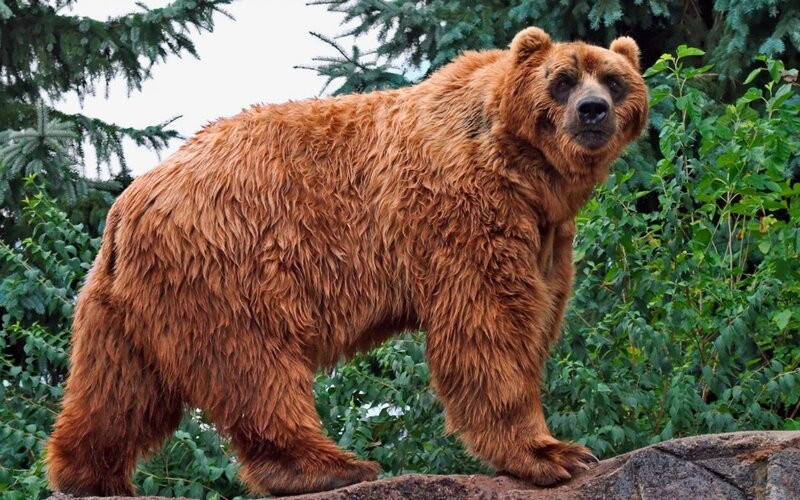 Brown Bear Standing — Natural, Photograph, Trees, Rock