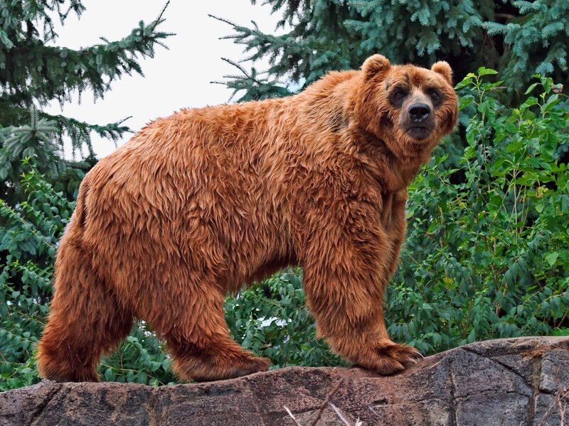 Brown Bear Standing — Natural, Photograph, Trees