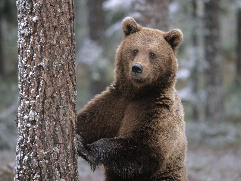 Brown Bear Standing — Natural, Winter, Photograph