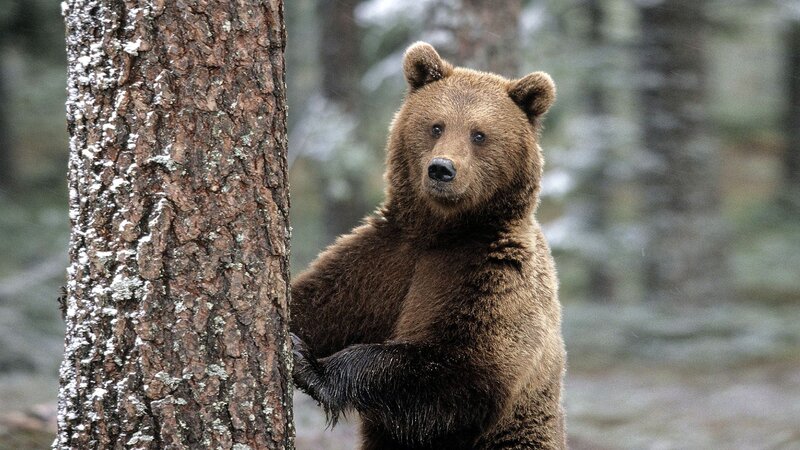 Brown Bear Standing — Natural, Winter