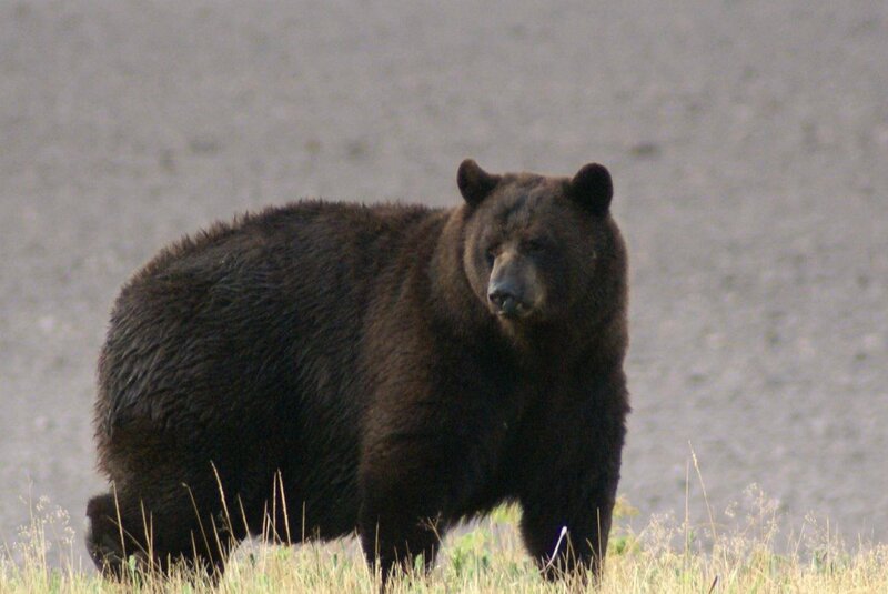 Brown Bear Standing — Neutral, Photograph, Grass