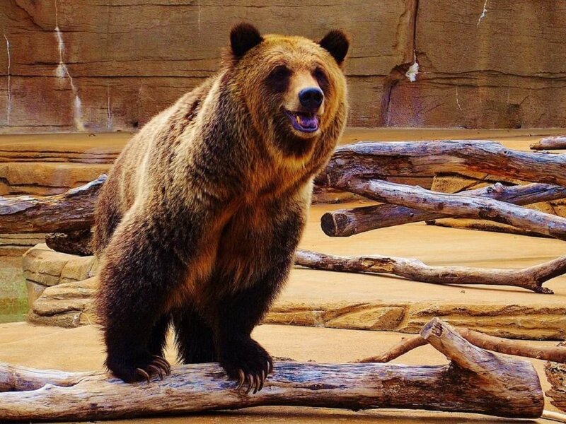 Brown Bear Standing — Neutral, Photograph, Logs