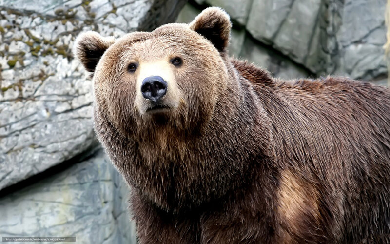 Brown Bear Standing — Neutral, Photograph, Rocks