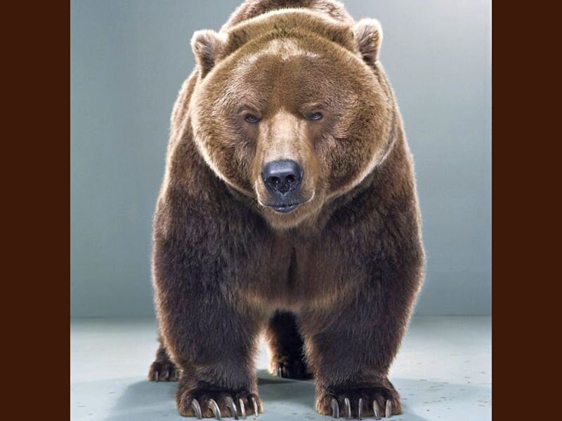 Brown Bear Standing — Neutral