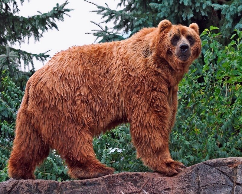 brown bear standing on rock