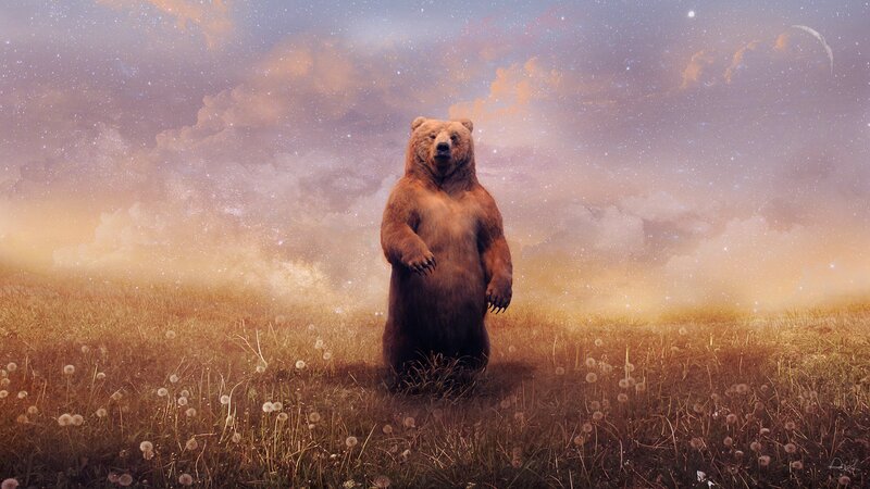 Brown Bear Standing — Serene