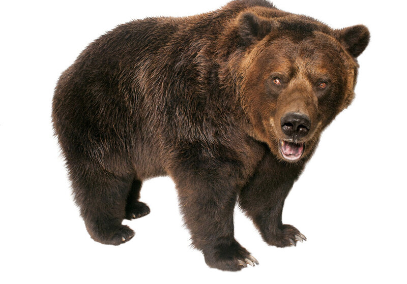 brown bear standing