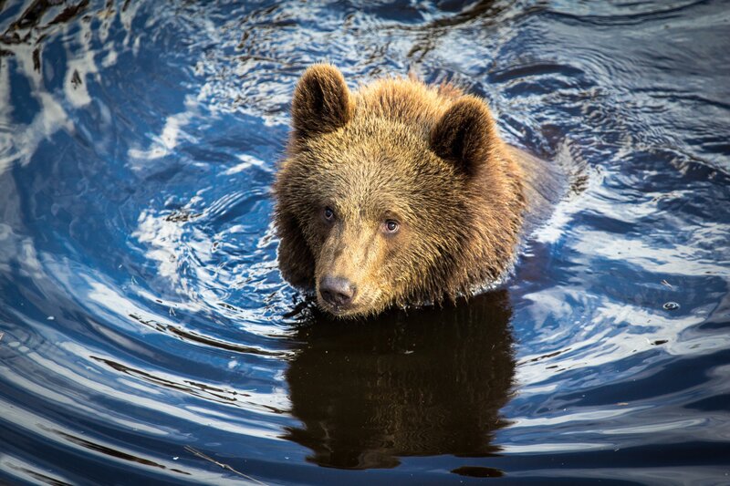 Brown Bear Swimming — Blue