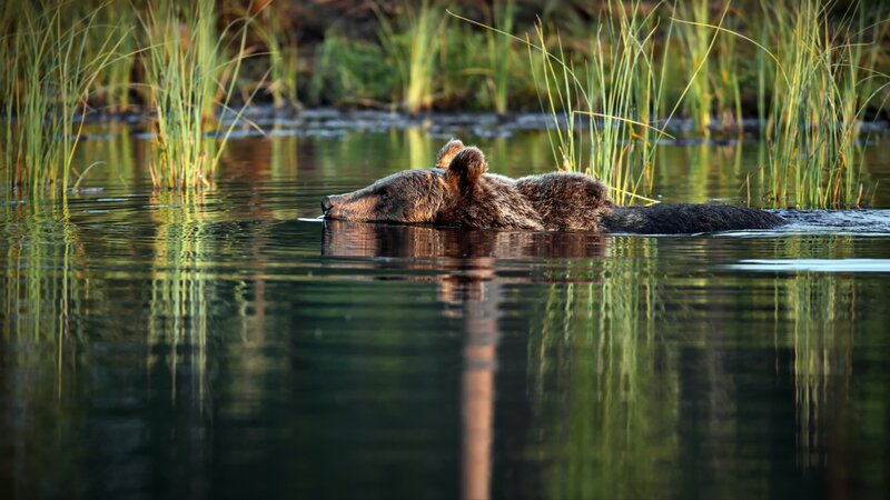 Brown Bear Swimming — Green, Serene