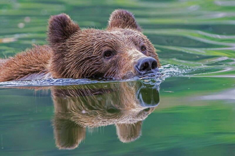 Brown Bear Swimming — Green