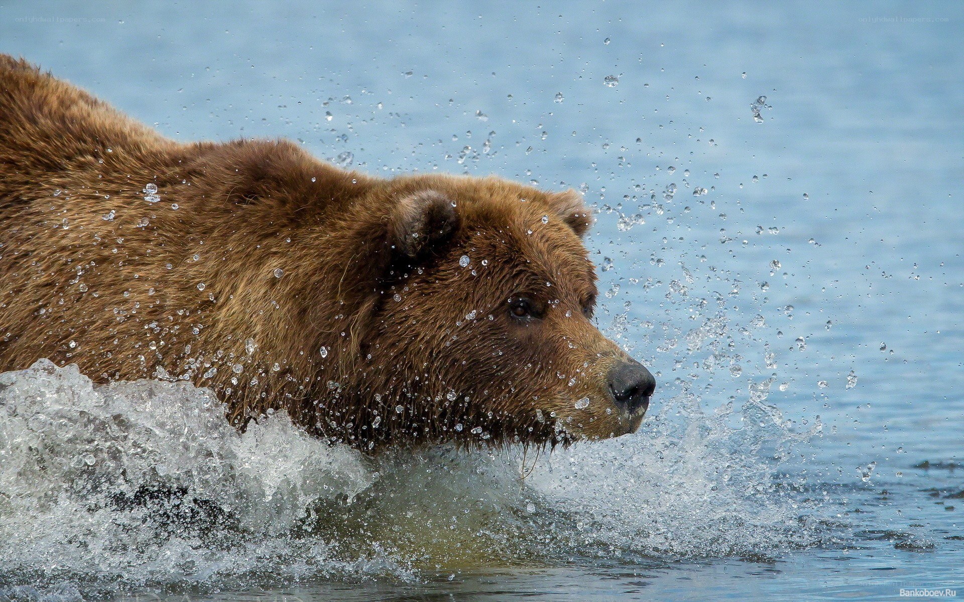Brown bear swimming in water