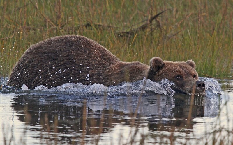 Brown Bear Swimming
