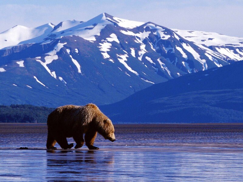 Brown Bear Walking — Blue, Serene, Afternoon