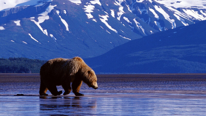 Brown Bear Walking — Blue, Serene