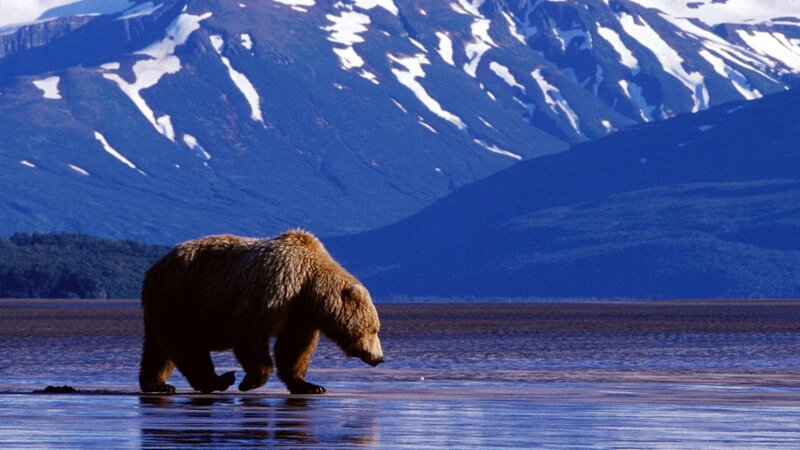 Brown Bear Walking — Blue