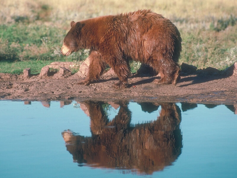Brown Bear Walking — Calm, Afternoon