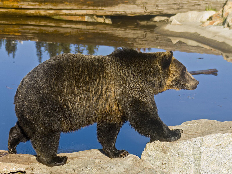 Brown Bear Walking — Calm