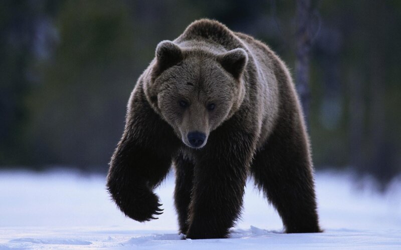 Brown Bear Walking — Dramatic, Snow