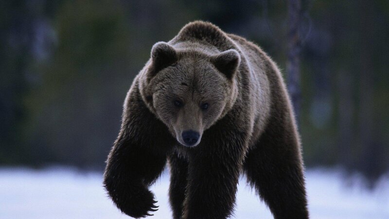 Brown Bear Walking — Dramatic, Winter, Photograph, Snow, Forest