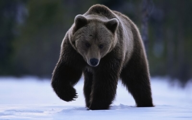 Brown Bear Walking — Dramatic, Winter, Photograph, Snow