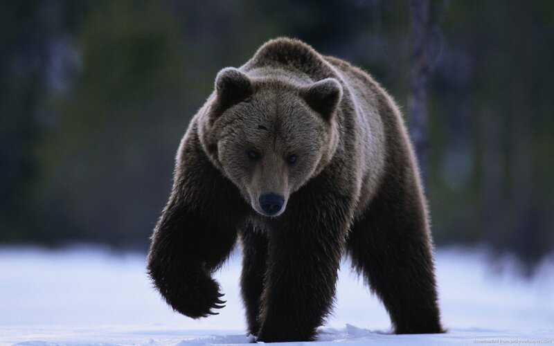 Brown Bear Walking — Dramatic, Winter, Photograph