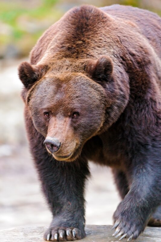 Brown bear walking forward