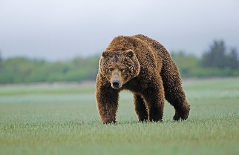 Brown Bear Walking — Green, Calm
