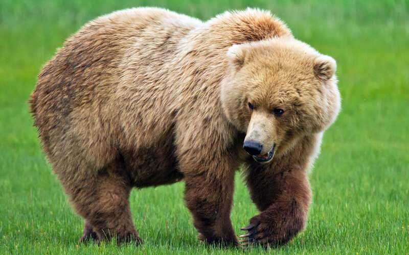 Brown Bear Walking — Green, Natural, Afternoon, Photograph