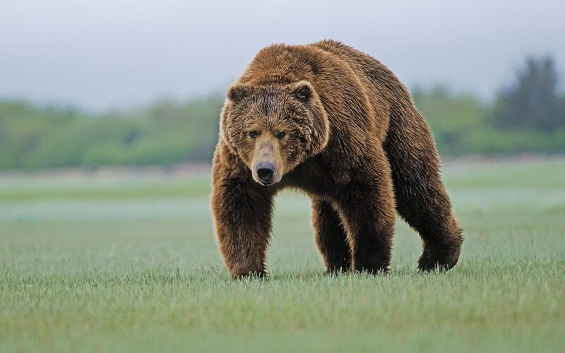 Brown Bear Walking — Green, Natural, Morning