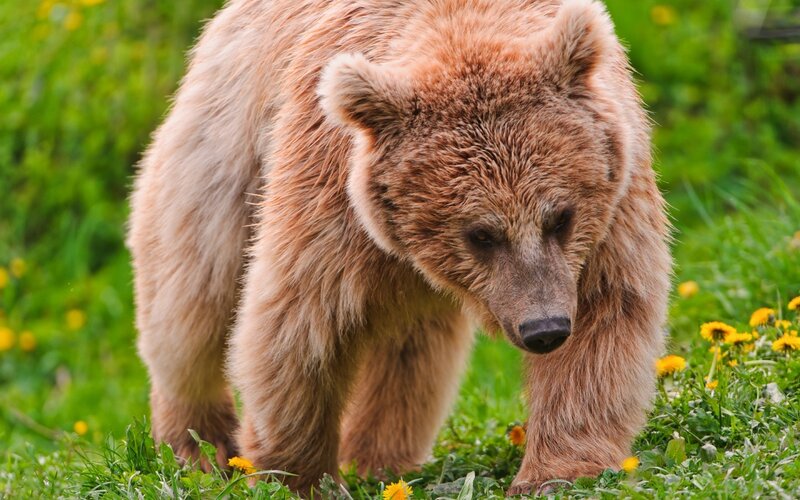 Brown Bear Walking — Green, Natural