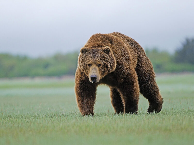 Brown Bear Walking — Green