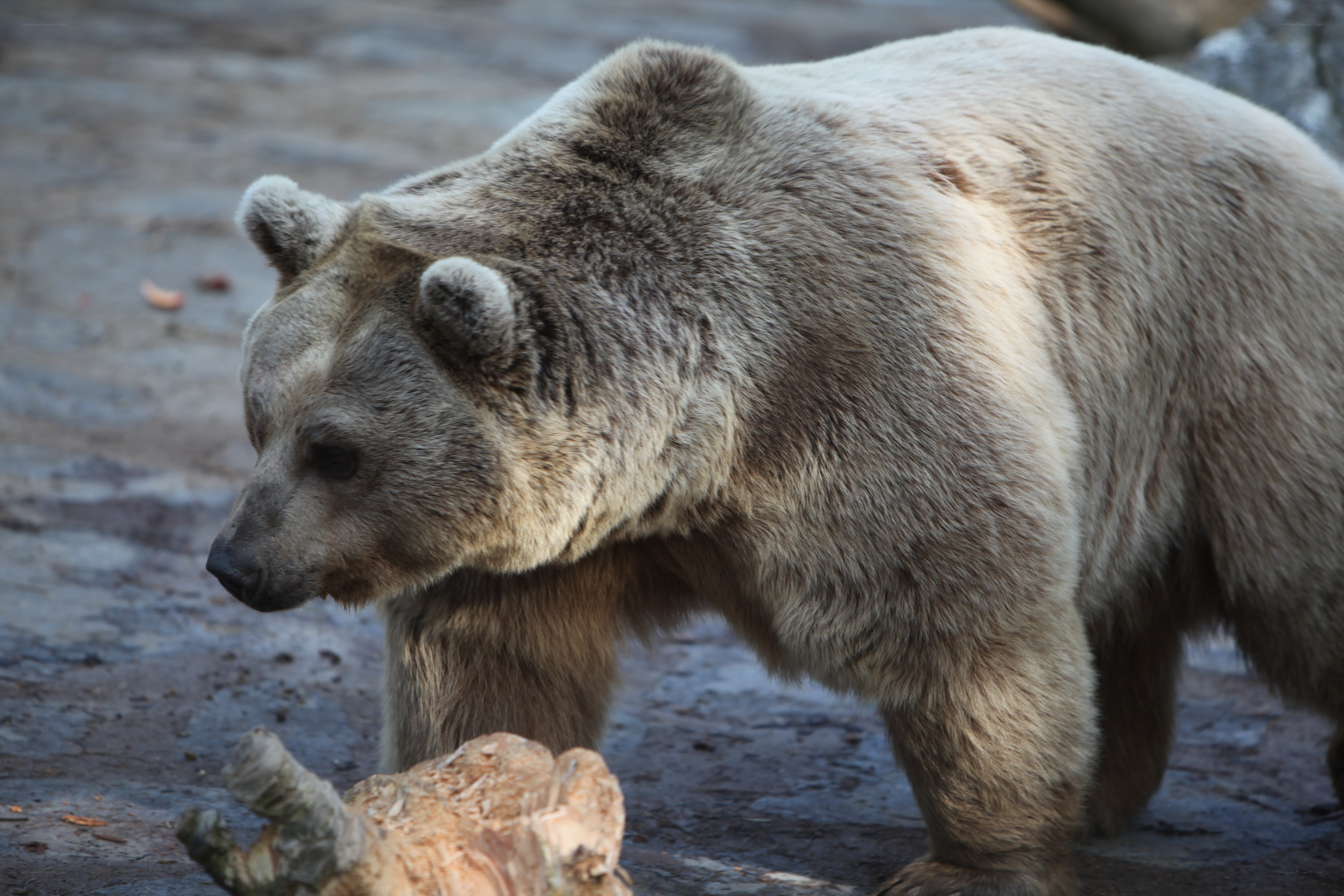 brown bear walking in enclosure