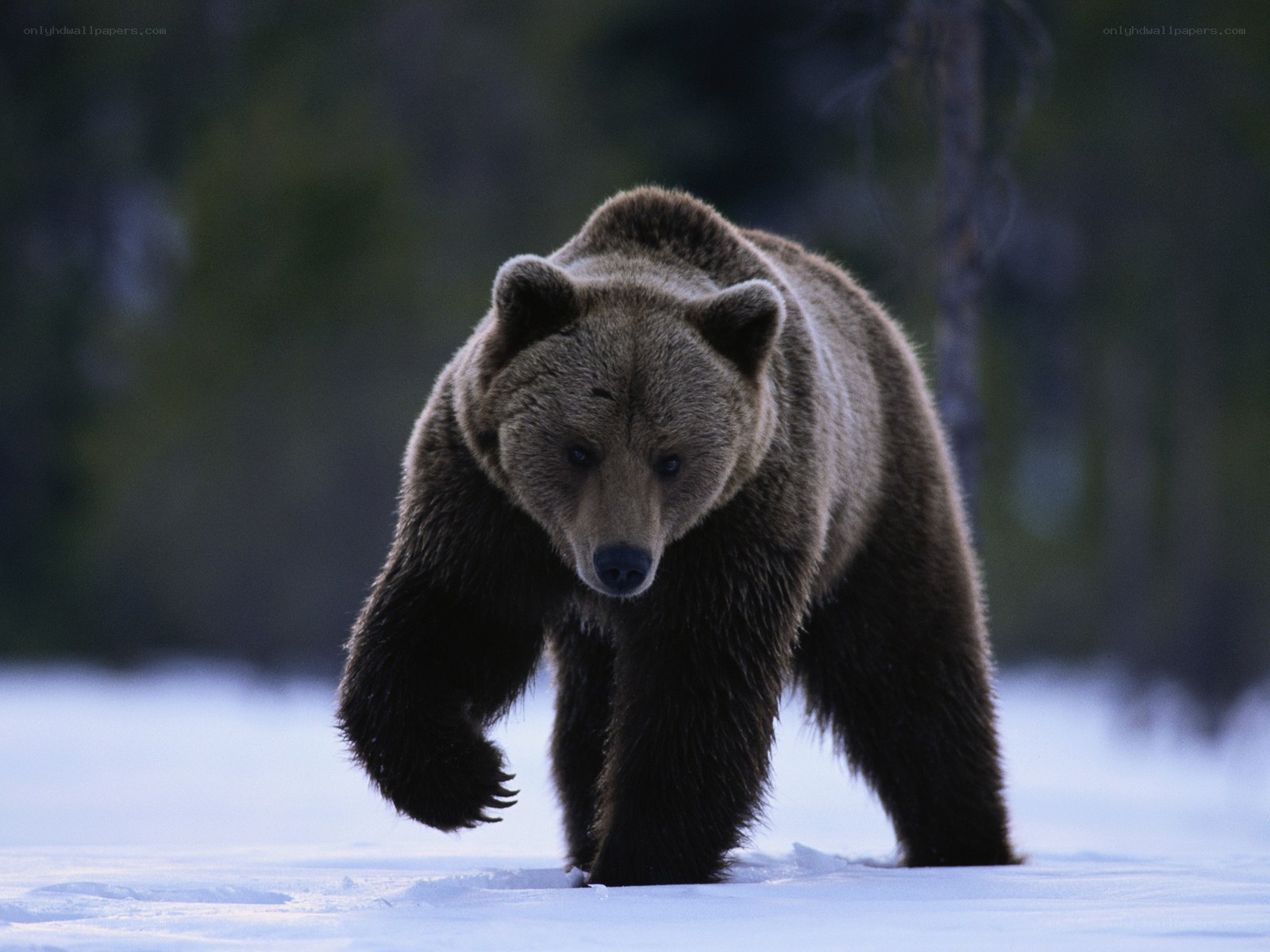 Brown bear walking in snow