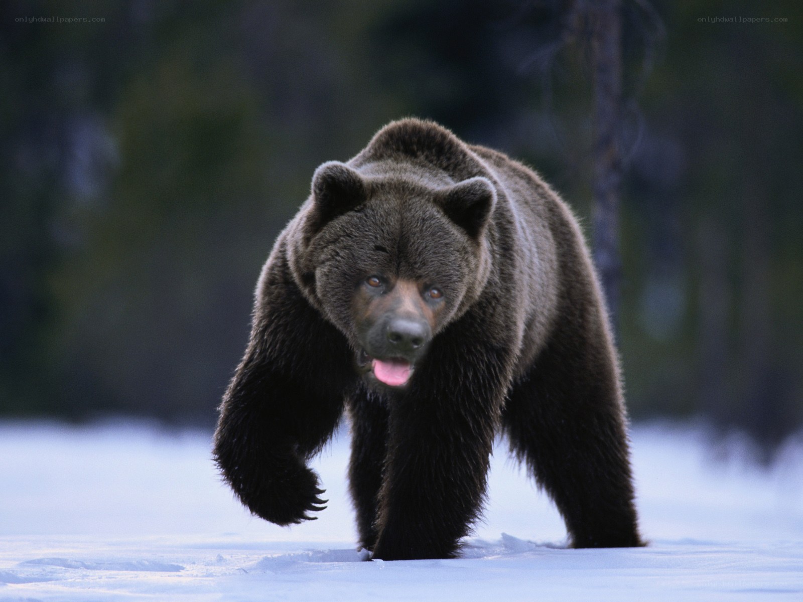 Brown bear walking in snow