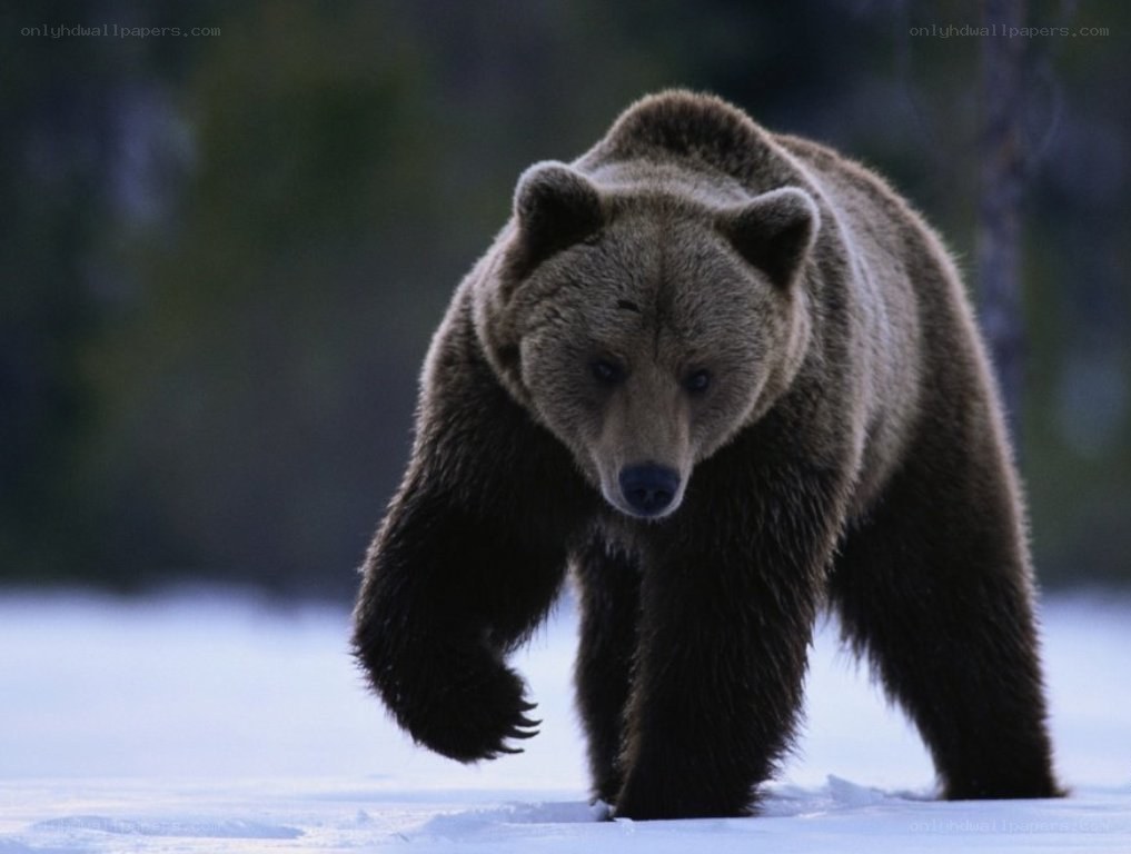 Brown bear walking in snow