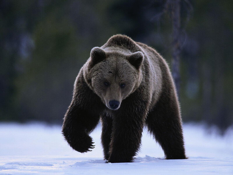 Brown bear walking in snow