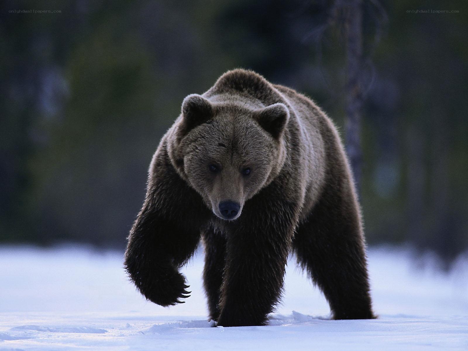 Brown bear walking in snow