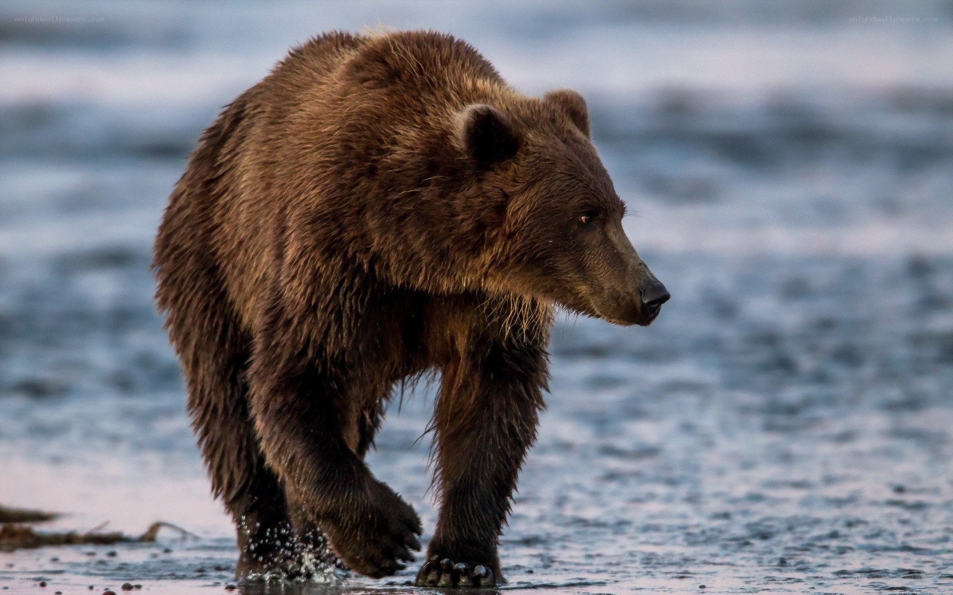 brown bear walking in water
