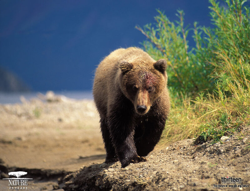 Brown Bear Walking — Natural, Afternoon, Photograph